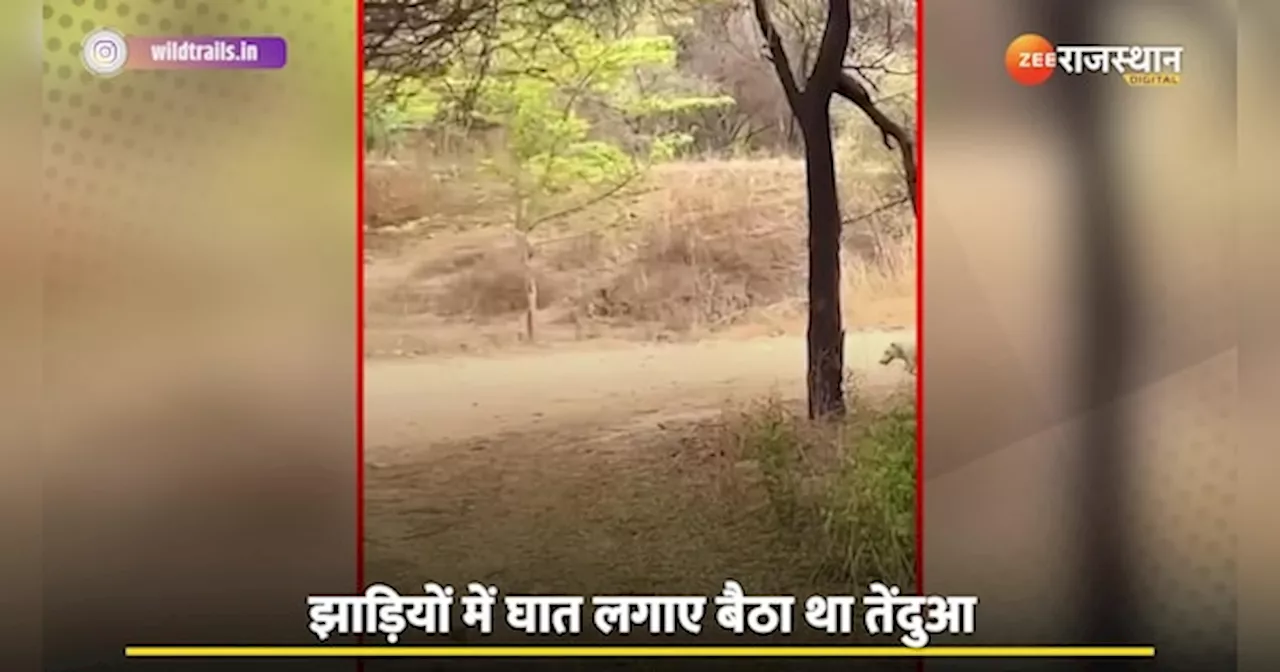 Viral Video: चुपचाप जा रहा था कुत्ता, पीछे से दौड़ता हुआ आया तेंदुआ और.. देखिए Live Action