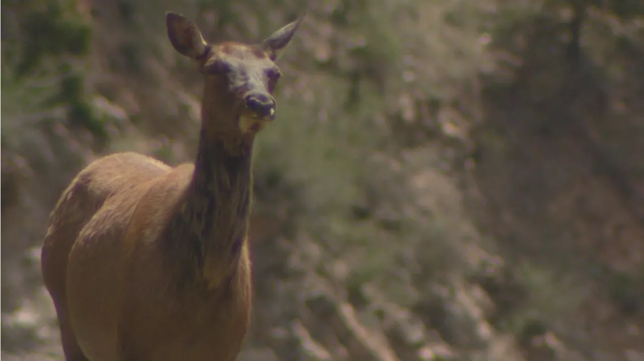 Cow elk attacks 8-year-old girl in Estes Park