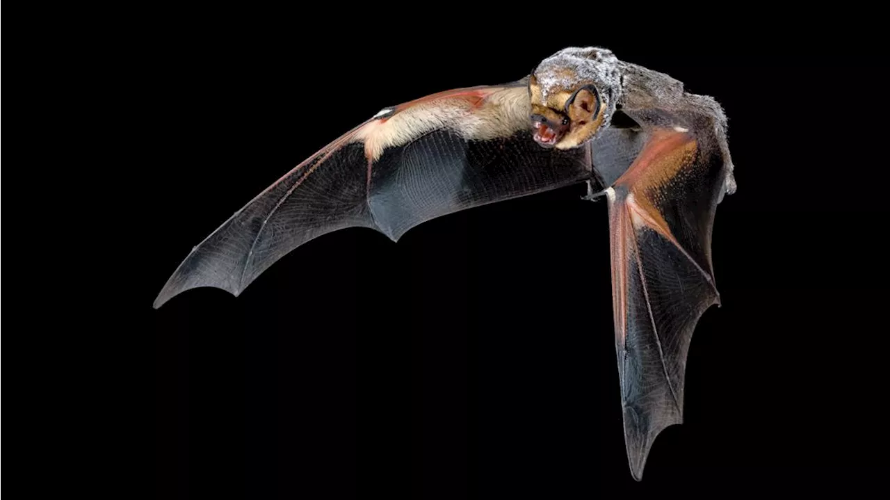 Rabid bat found in Fort Collins