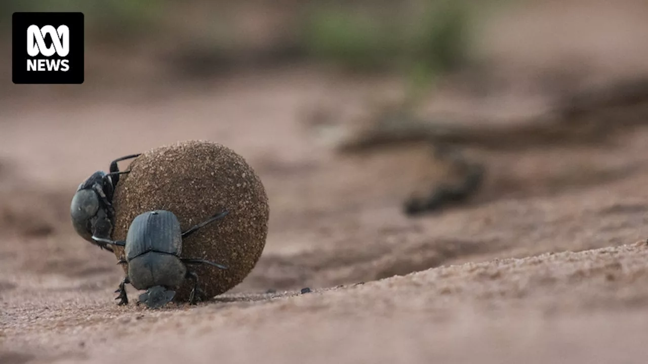 ACT farmers encouraged to introduce dung beetles in pastures to improve soil quality, reduce fly numbers and save money