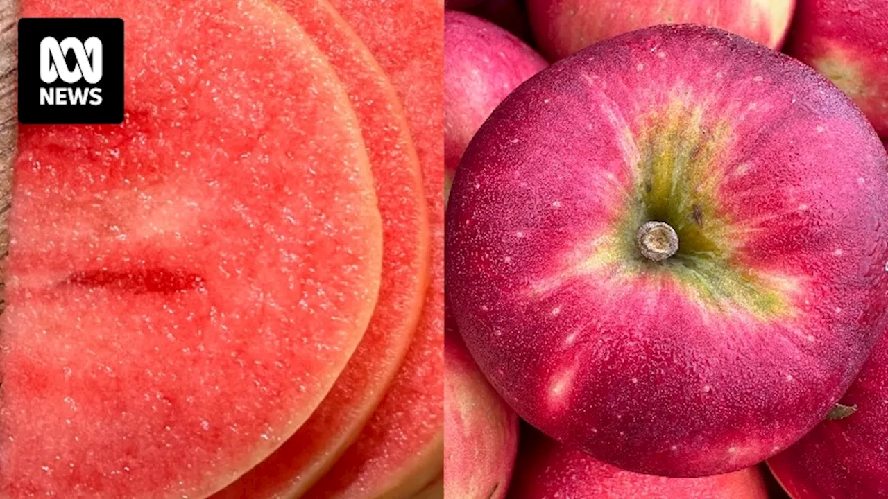 Australia's apple industry releases new offerings after 20 years of work to keep up with berry, citrus rivals