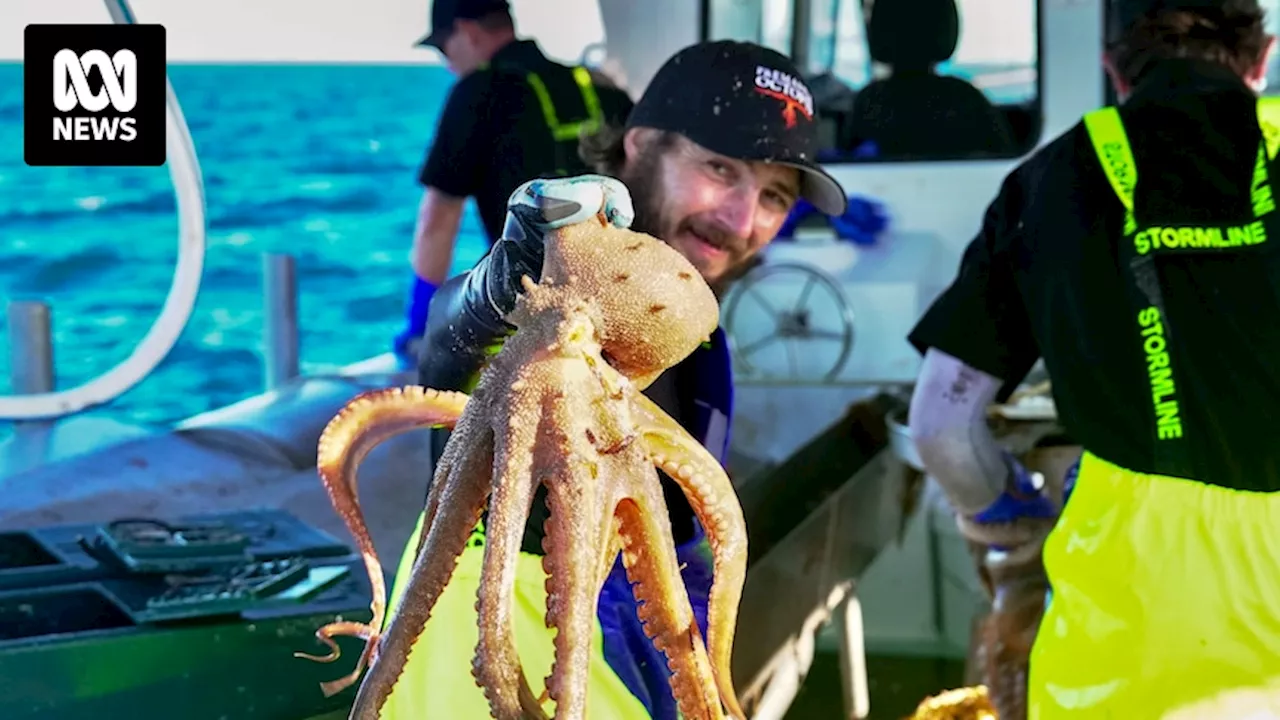 Rock star fishery booming in Western Australia, as octopus catch quadruples