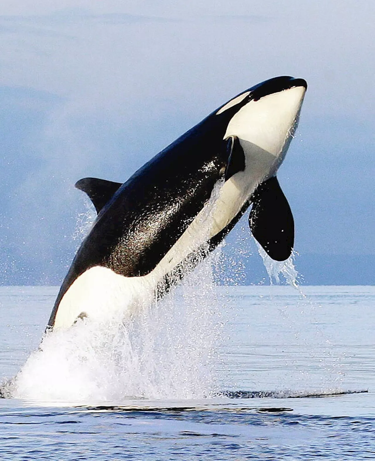 Comment: Do this to save killer whales and wild salmon from extinction