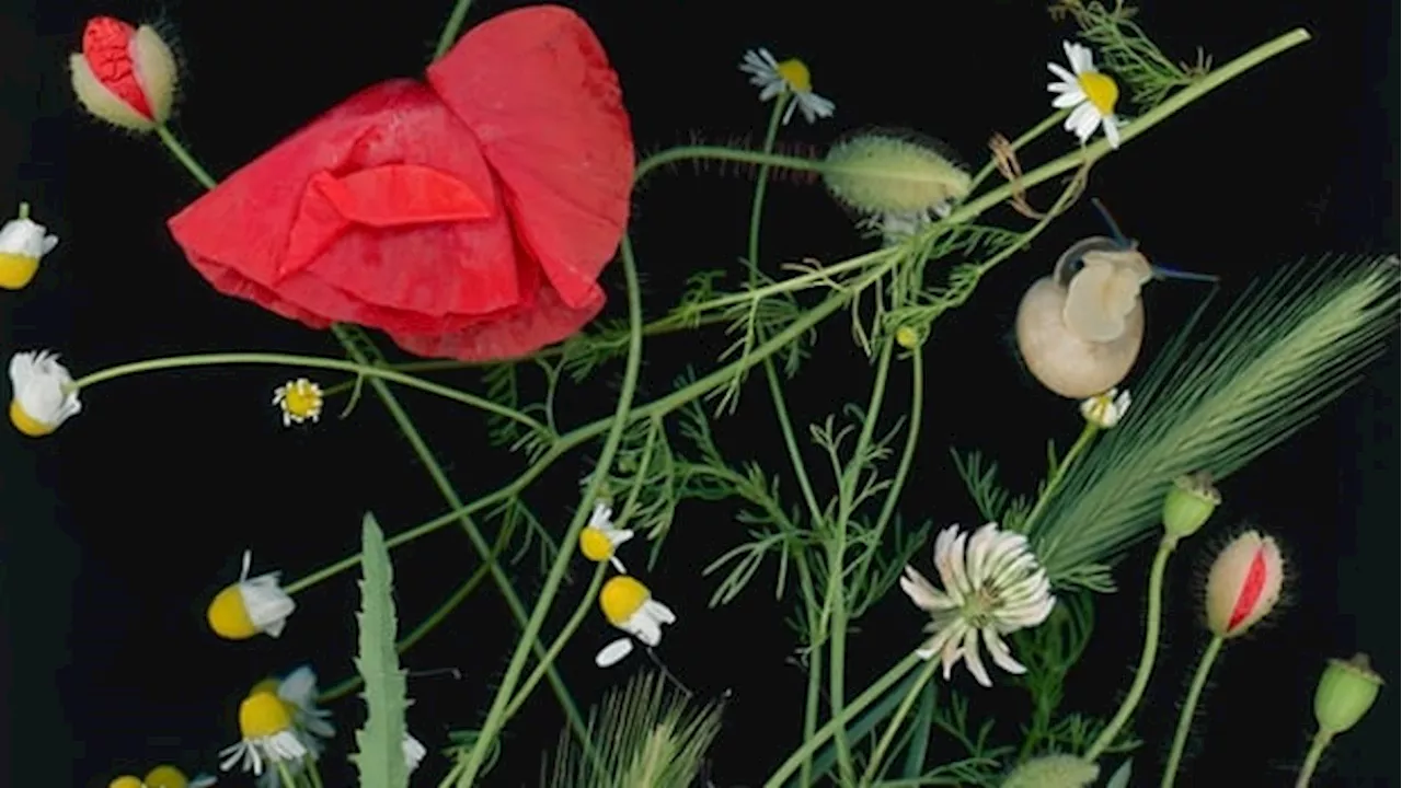 This artist captures the secret world of plants in spectacular detail