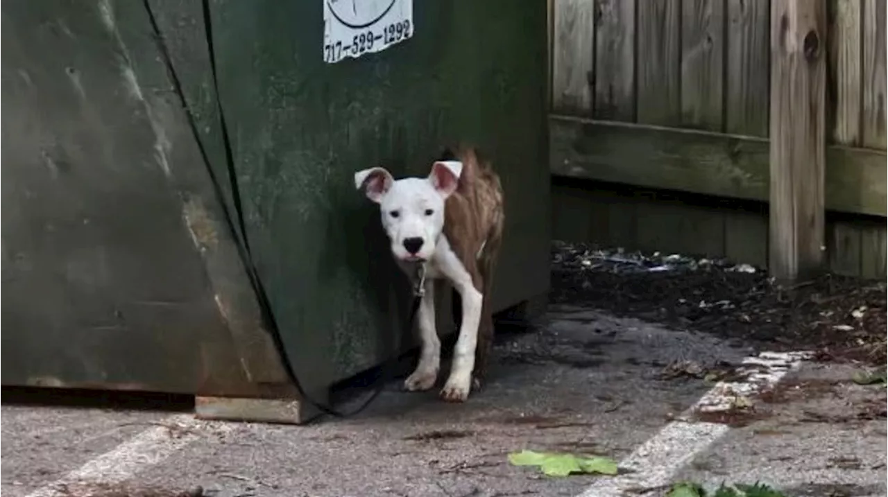 Police looking for man who tied 'emaciated' dog to dumpster in Lancaster Co.