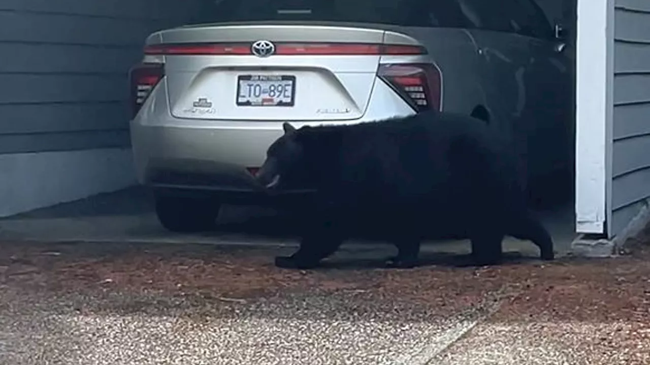 Video shows bear strolling through Central Saanich neighbourhood