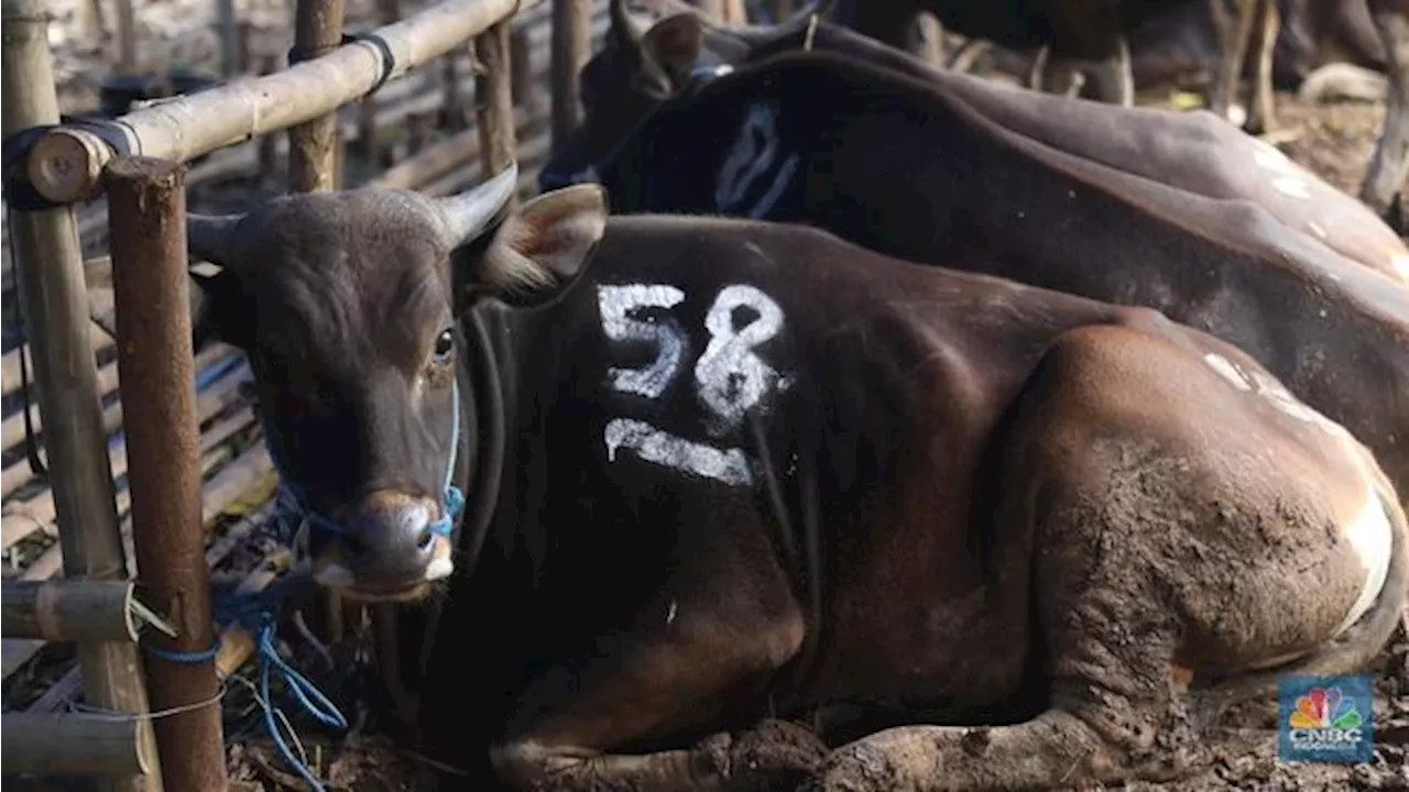 Kurban Sapi Patungan atau Kambing Sendirian, Mana Paling Utama?