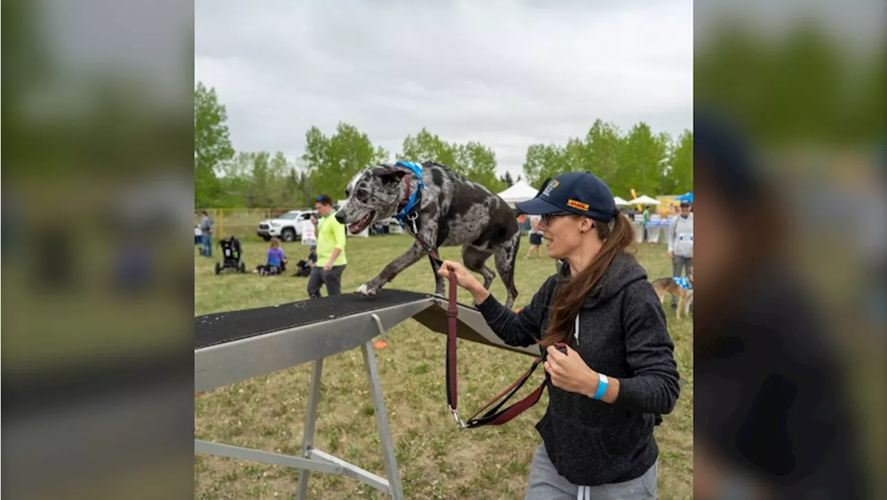 Dog Jog raises money for animals cared for at the Calgary Humane Society