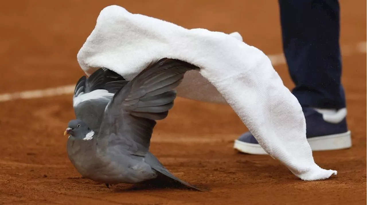 On a wing and a prayer, pigeon rescued by a French Open chair umpire during match