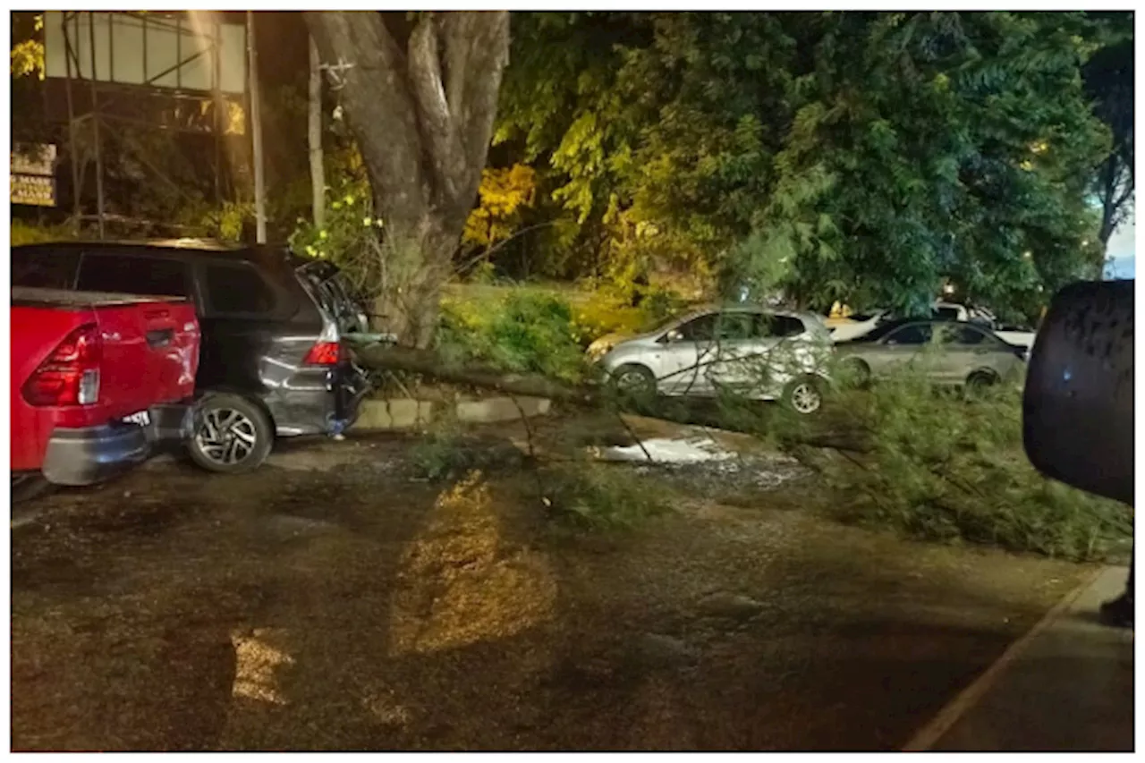 Fallen tree damages car in Kota Kinabalu