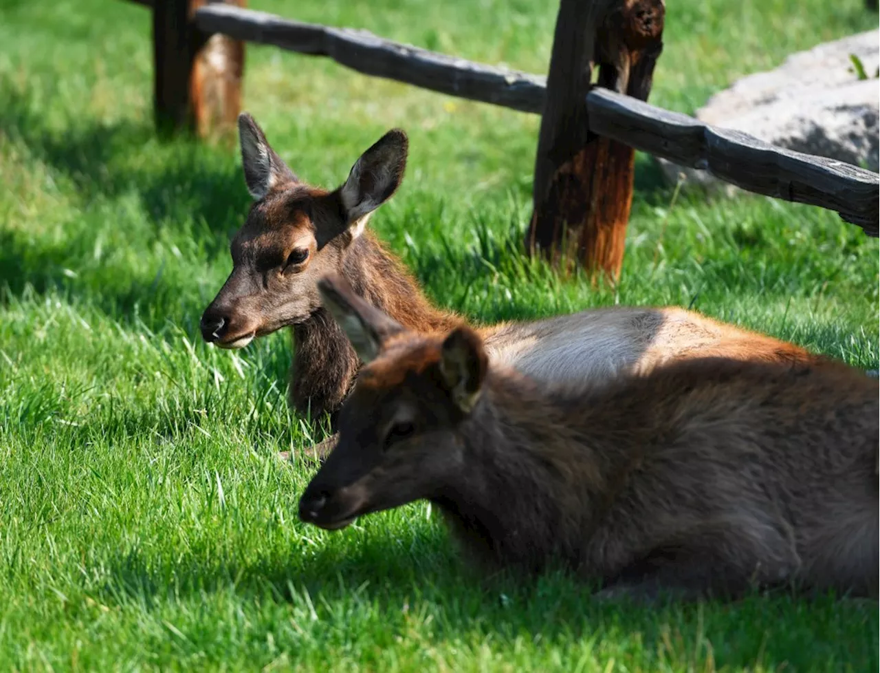 8-year-old girl attacked by cow elk in Estes Park