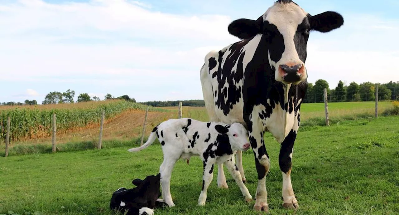 Del rancho a tu mesa: lo que hay detrás de un vaso de leche de vaca