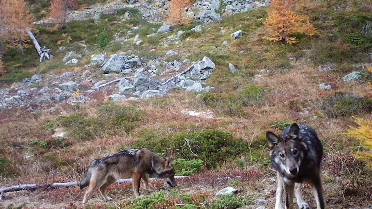 Wolfsrudel queren Flüsse und überwinden Berge