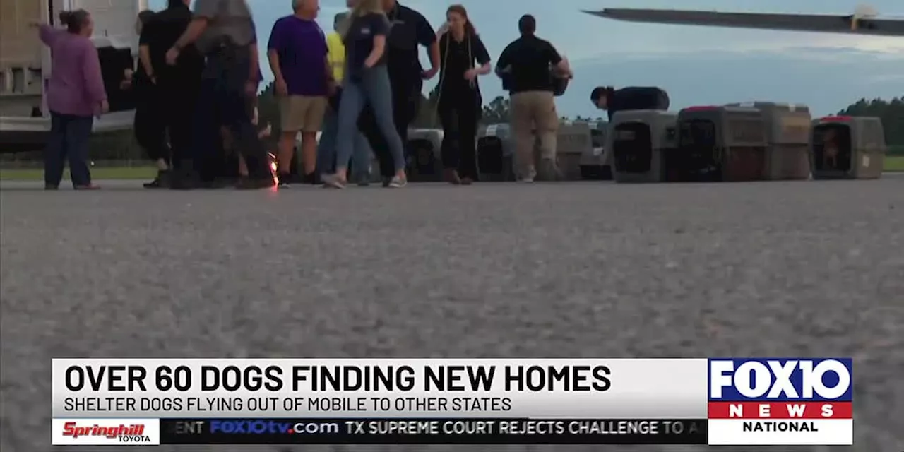 65 dogs along the Gulf Coast transported from Mobile to Pennsylvania