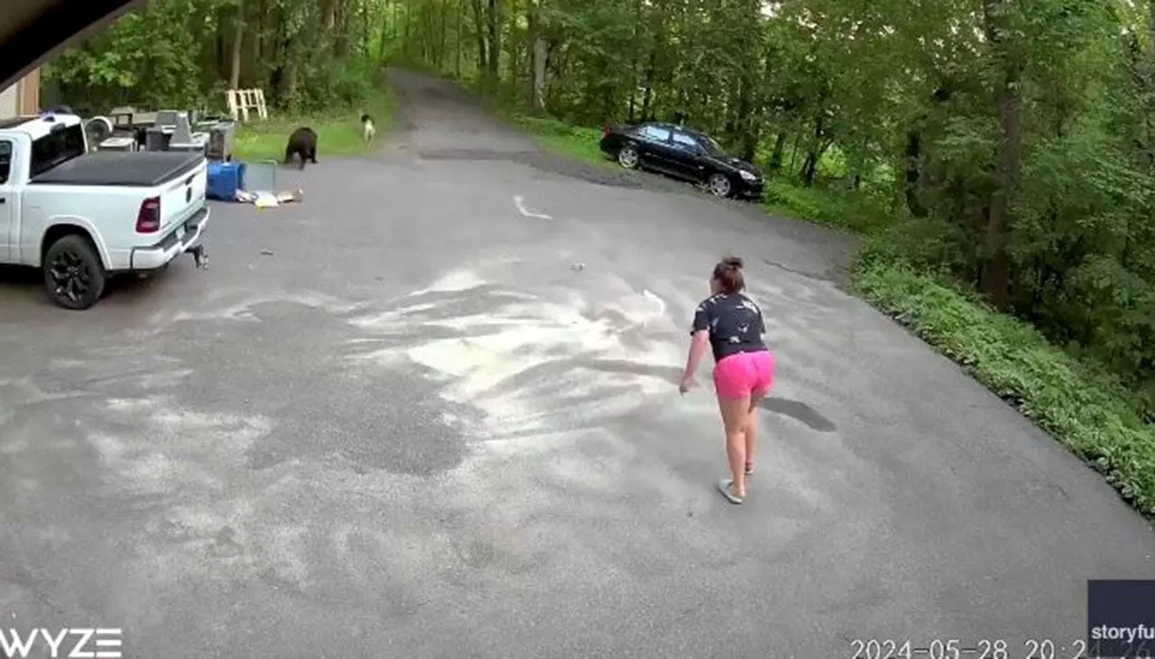 Heart-pounding video shows bear chase dog, then Minnesota woman in driveway: 'Lunged at me'