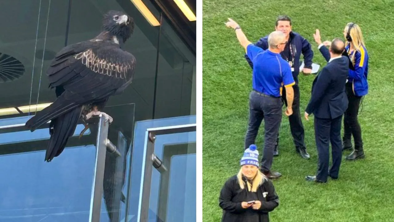 Eagle has landed… eventually: AFL game almost delayed after mascot ‘goes rogue’ AGAIN