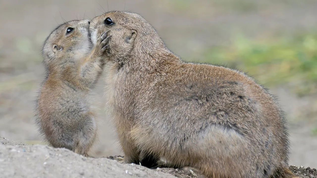 Wuff? Bellender Nachwuchs im Tiergarten Schönbrunn