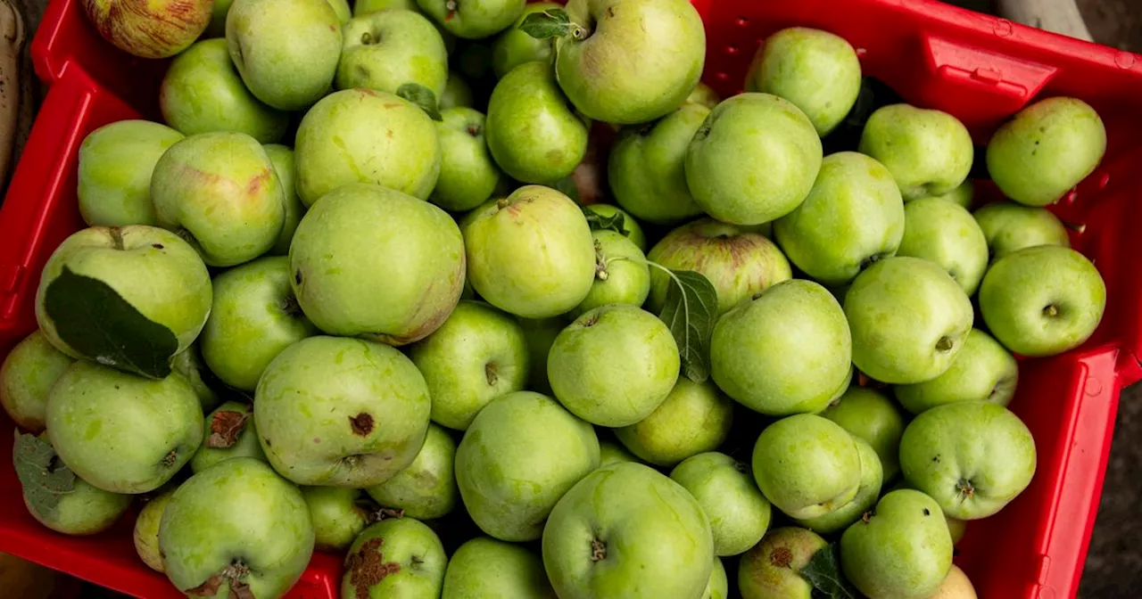 Portland Is Battling Food Waste — And Climate Change — With Fruit Trees