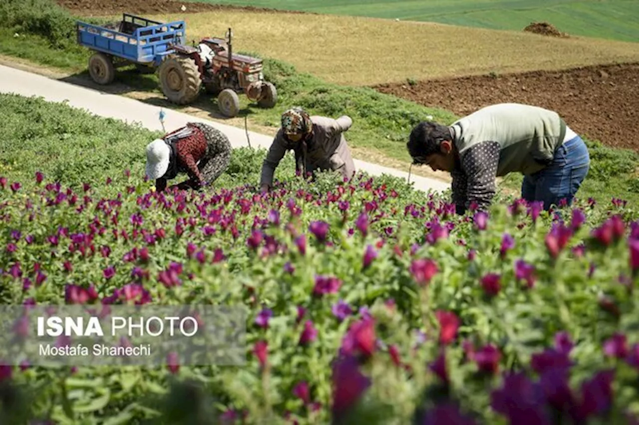 تقویت اقتصاد جوامع محلی با کشت گیاهان دارویی در زمین‌های کشاورزی