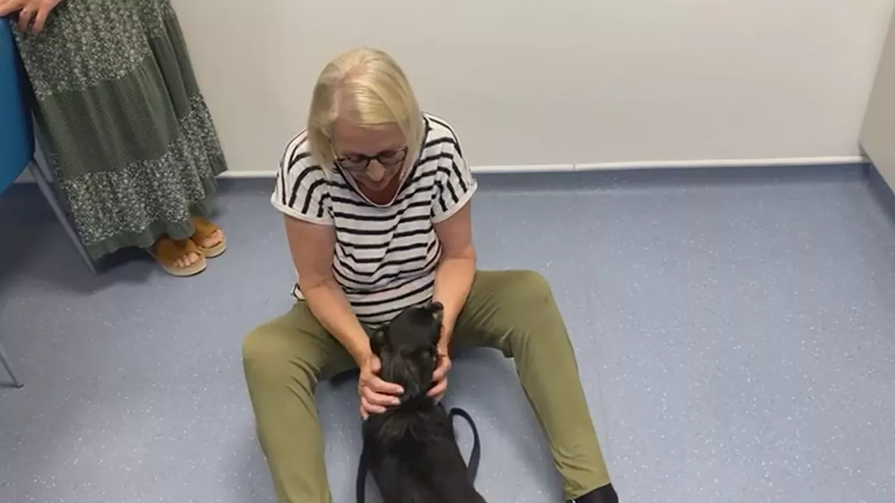 The adorable moment a dog is reunited with it's owner three weeks after going missing in Cornwall