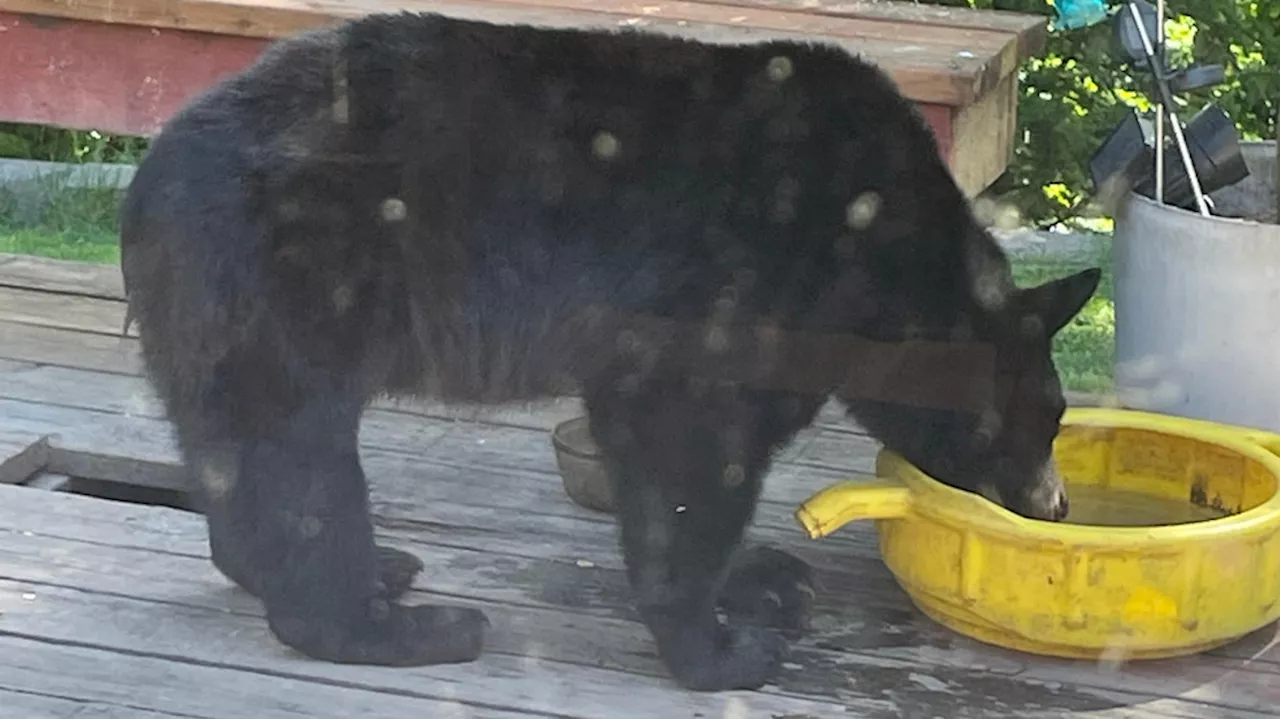 Bellevue man captures rare backyard encounter with mother black bear and cub on video