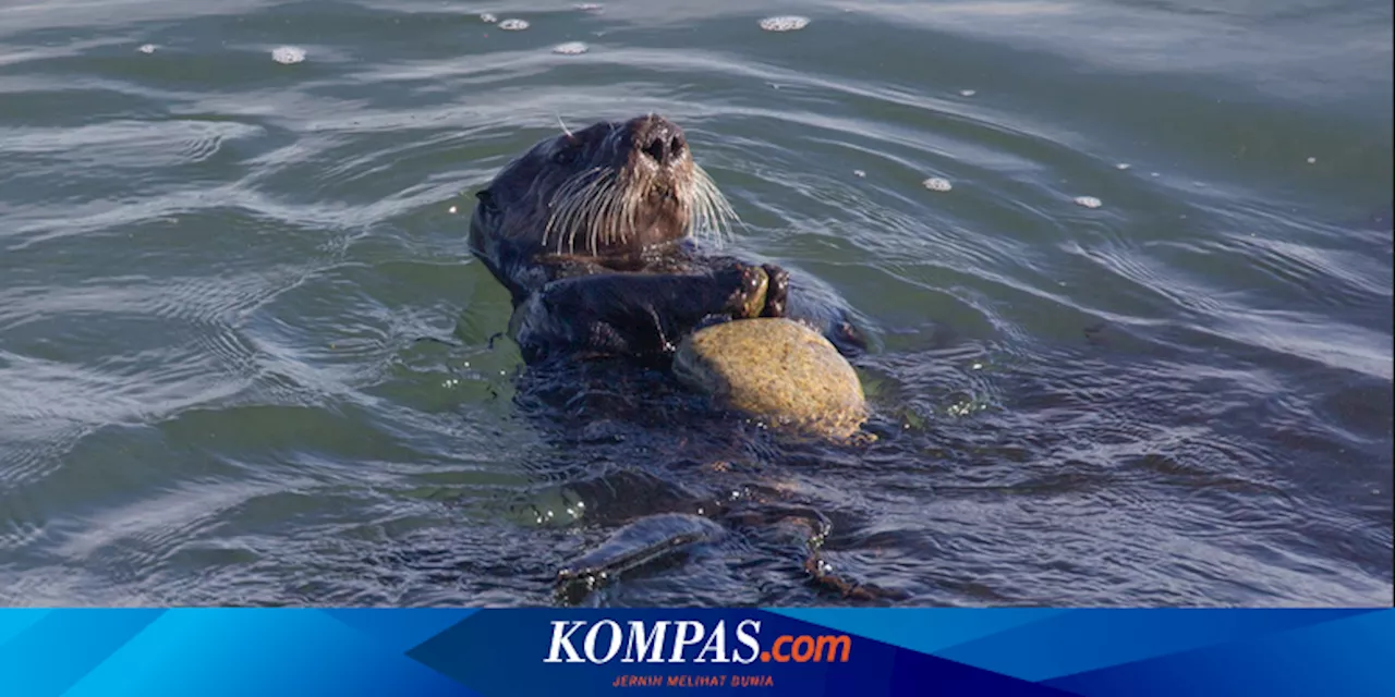 Berang-berang Laut Pakai Alat untuk Buka Hewan Bercangkang Keras