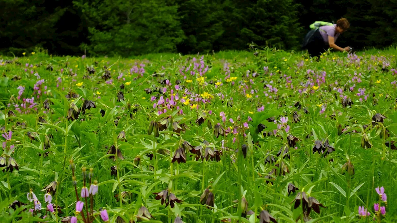 Garden Talk: What it means to harvest plants respectfully