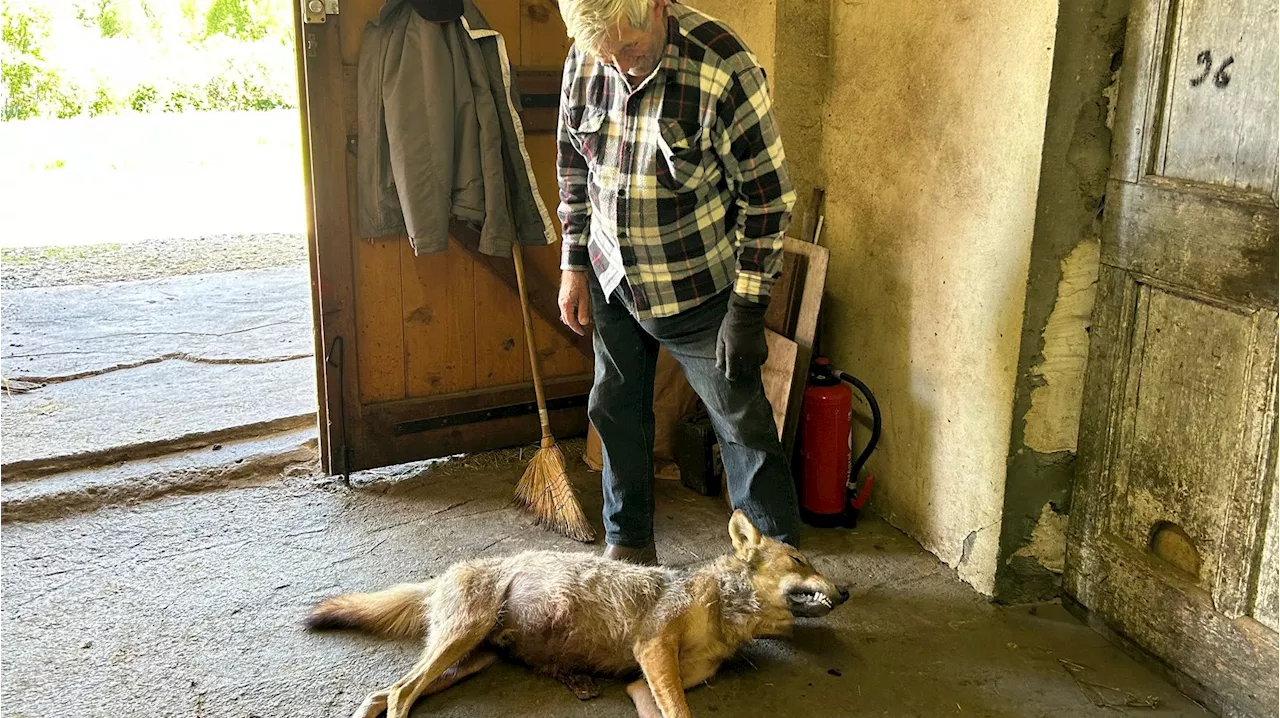 Un jeune loup abattu près de Barcelonnette en Ubaye à proximité d'un élevage ovin