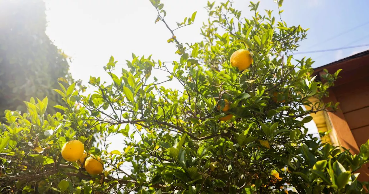 Why do Los Angeles yards have so many fruit trees?