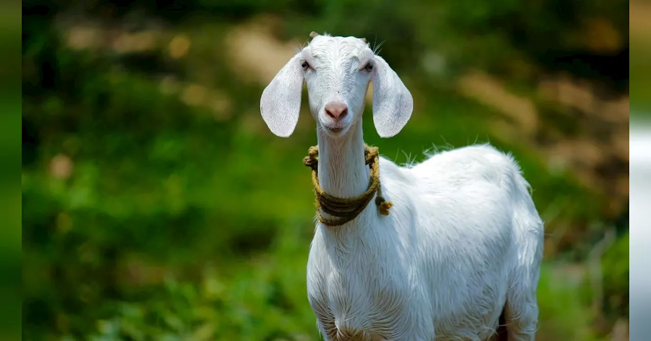 Tips Memilih Kambing Kurban Sesuai Syariat Islam, Perlu Diketahui