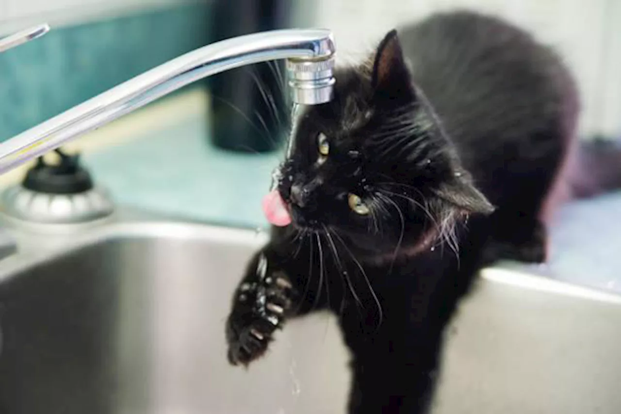 Cats’ weird drinking habits