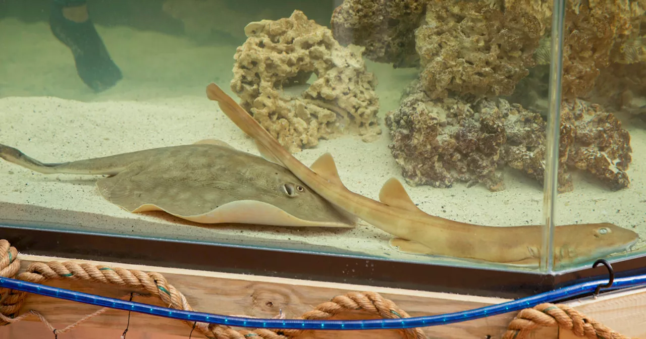 Charlotte, stingray with virgin pregnancy, has reproductive disease, aquarium says