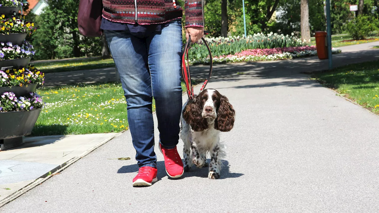 Schwechat geht vehementer gegen Hundekot-Problem vor