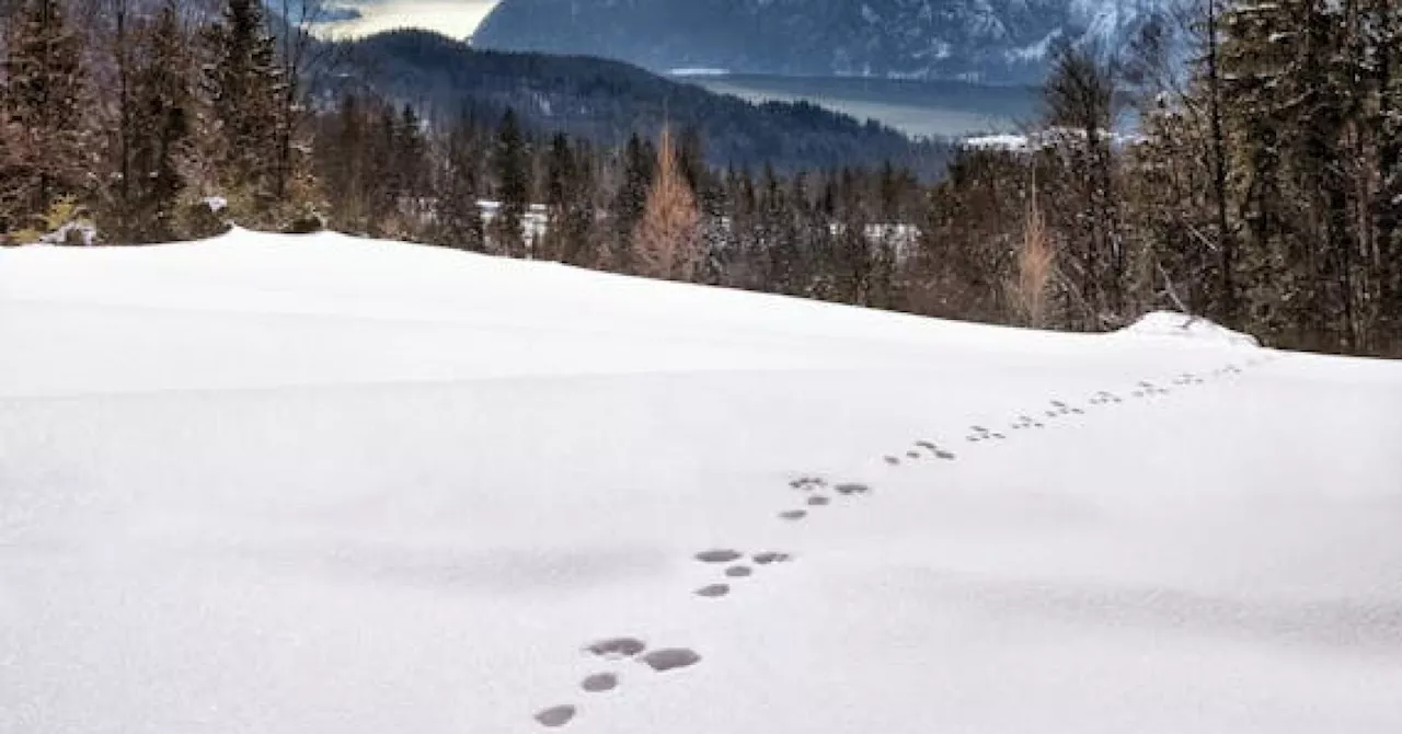 Personal Perspective: Animal tracking relies on the search for signs.