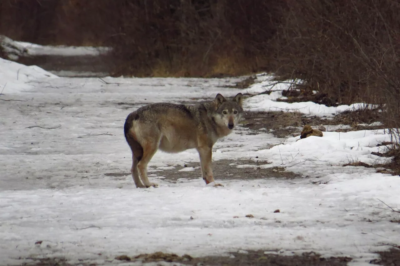 Bündner Wolfsrudel queren Flüsse und überwinden Berge