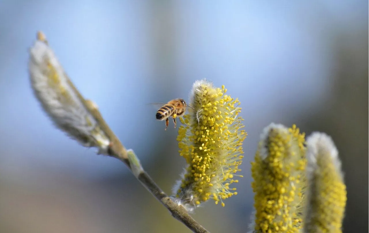 Pollen erhöhen laut Schweizer Studie den Blutdruck