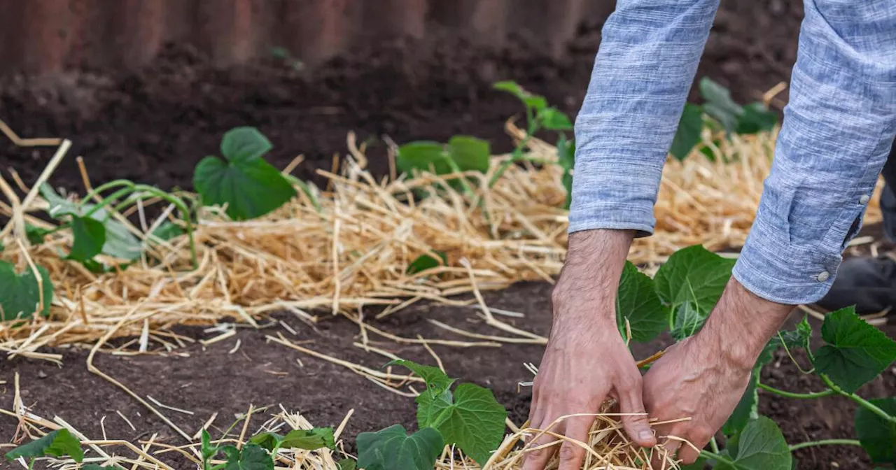 30-plus tips on helping your June garden produce to the max