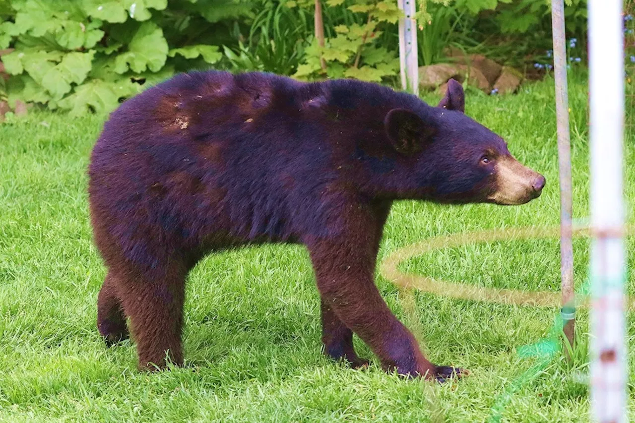 Recent surge in bear sightings sparks conversation around safety