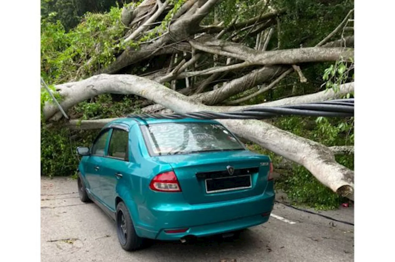 Motorcyclist and driver escape falling tree in Melaka