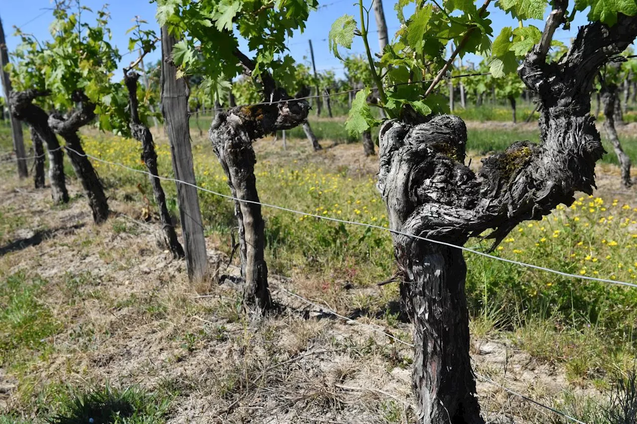 Dordogne : ils volent le fourgon d’un viticulteur pour cambrioler un autre domaine viticole