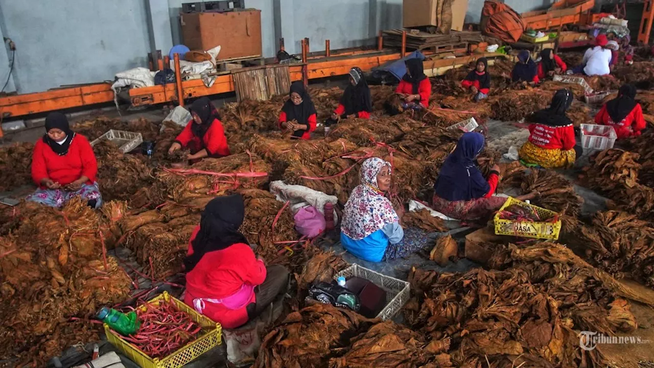 Hari Tanpa Tembakau Sedunia, Akademisi Ingatkan Pemerintah Lindungi Industri Rokok Nasional