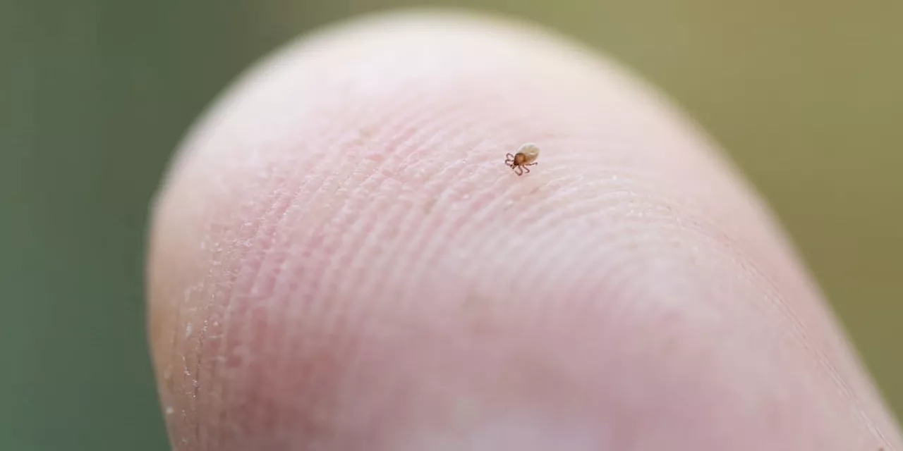 Summertime brings increased risk of tick-borne illness in Alabama