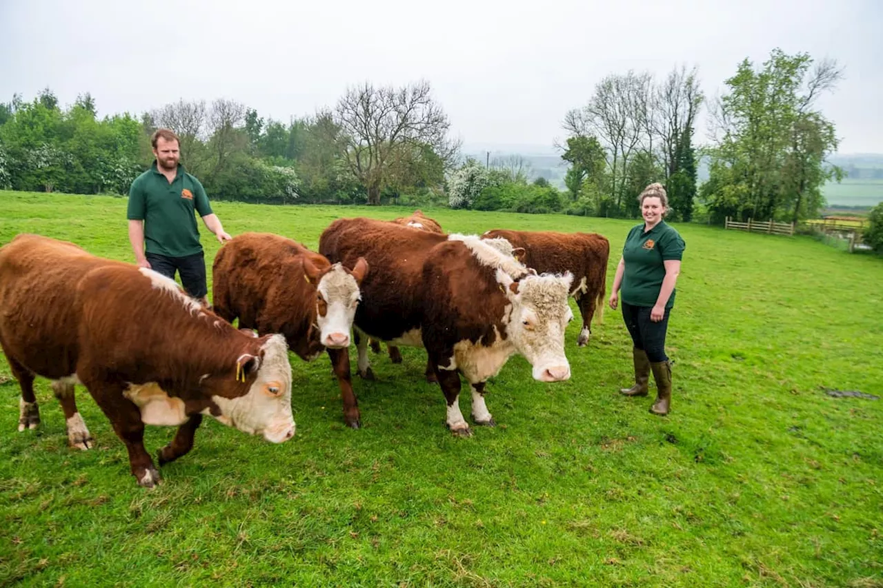 How the spirit of a 1970s bull called Cyril lives on at this Yorkshire farm