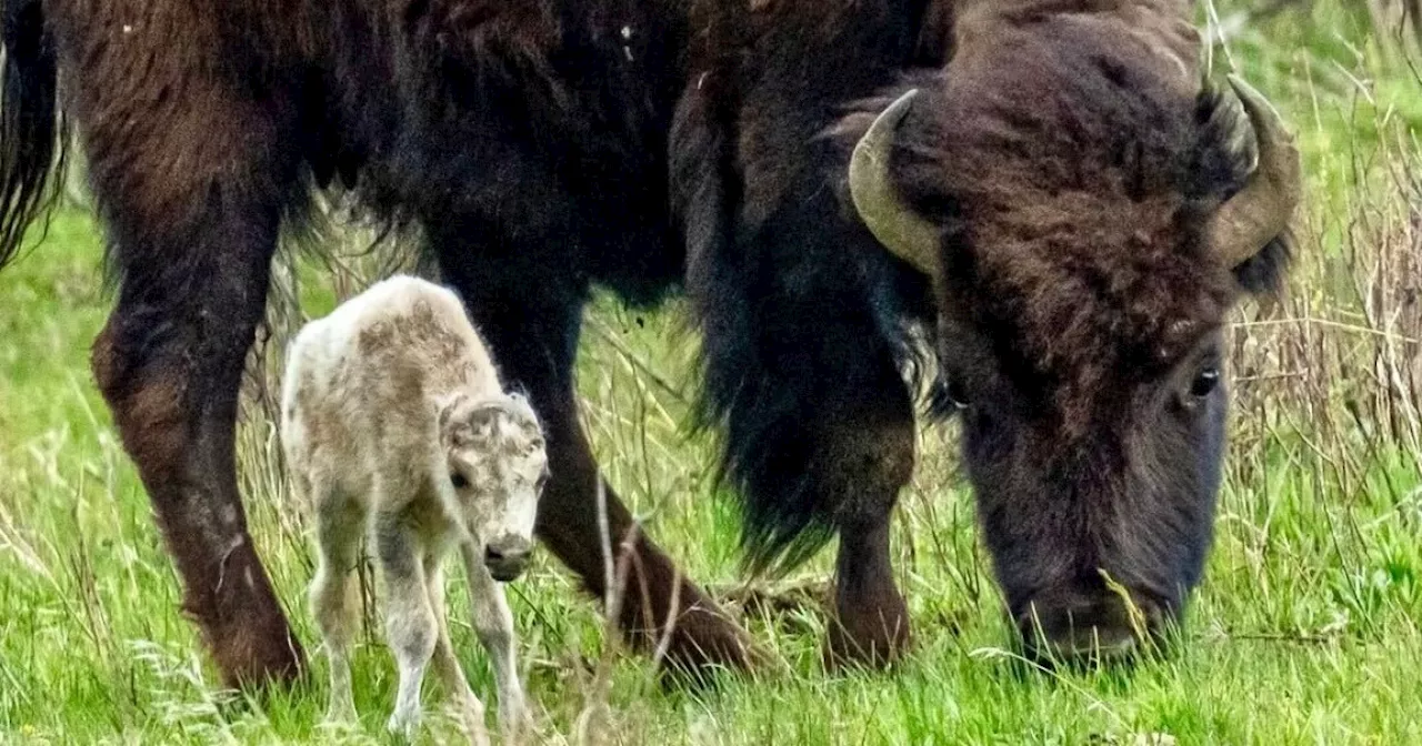 Extremely rare white bison calf spotted in Yellowstone National Park