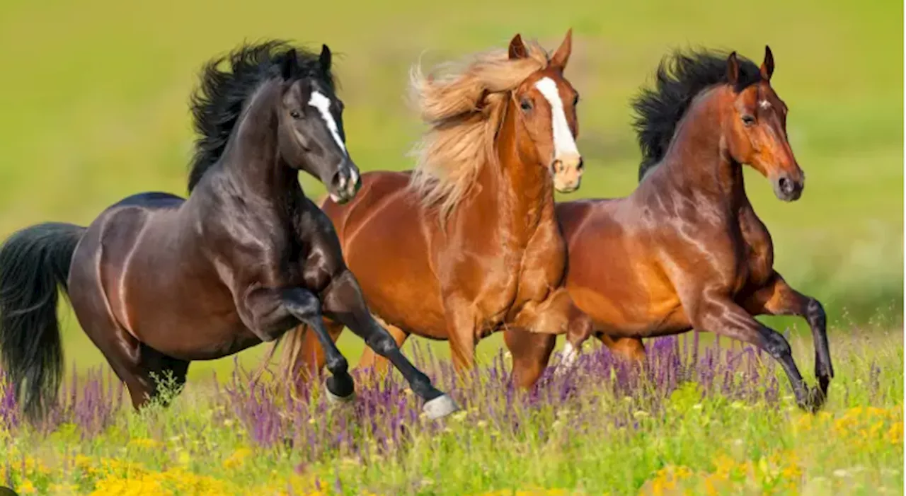 Wild horse species returns to the Kazakh steppes