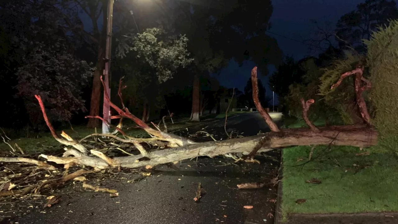 Melbourne suburbs and parts of Victoria smashed by damaging wind overnight with trees down