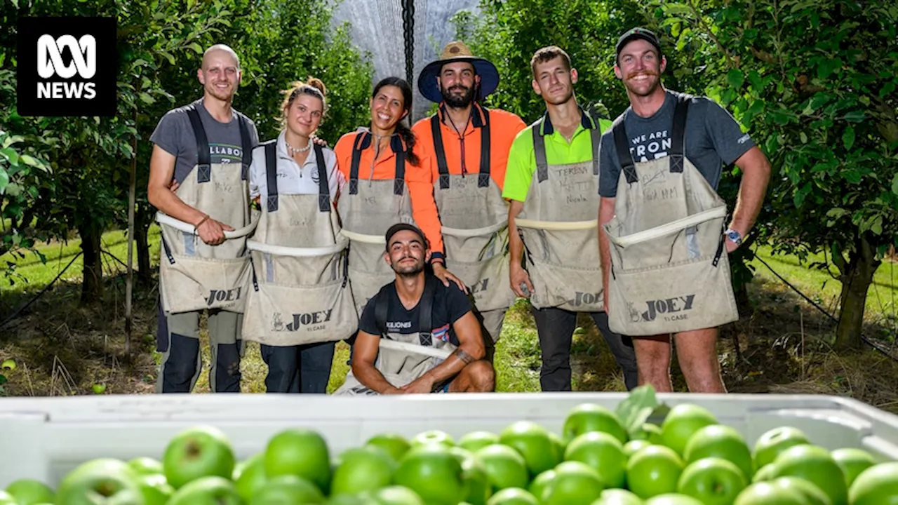 Government axing of 26-year-old harvest trail jobs program a big loss, say farmers and backpackers