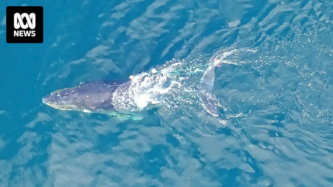 Humpback whale entangled in fishing rope near Port Macquarie as crews on standby for multiple rescues