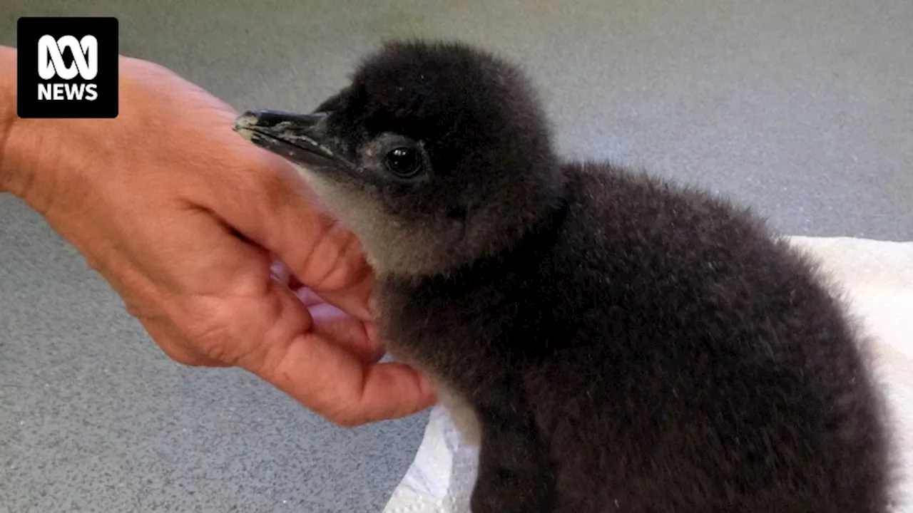 Rockingham locals call for action as Penguin Island wildlife colony approaches extinction