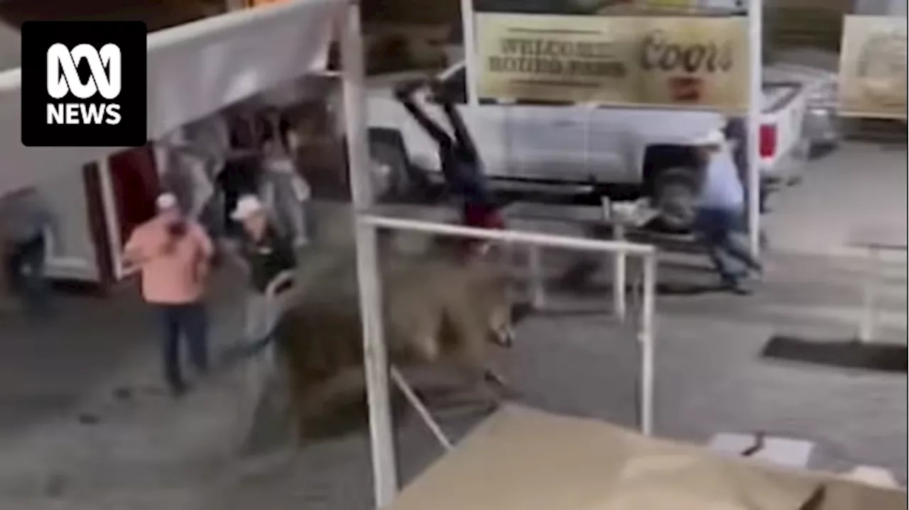 Three people injured at Oregon rodeo after bull called Party Bus escapes enclosure and runs through the crowd